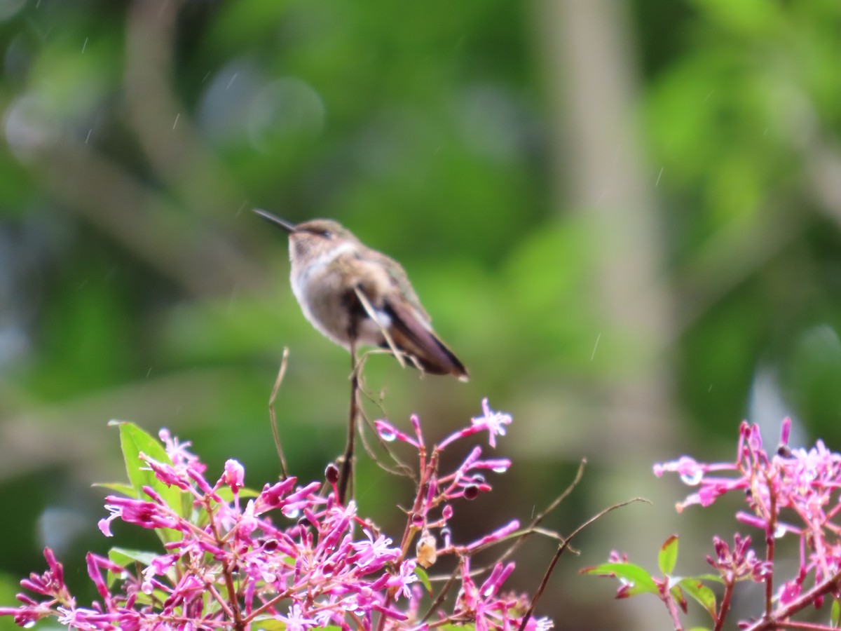 Scintillant Hummingbird - ML645824246