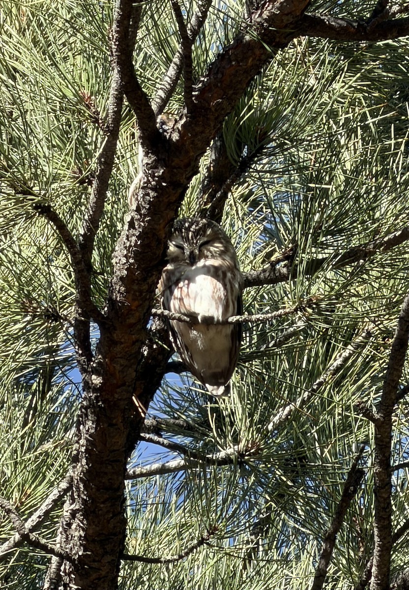 Northern Saw-whet Owl - ML645824247