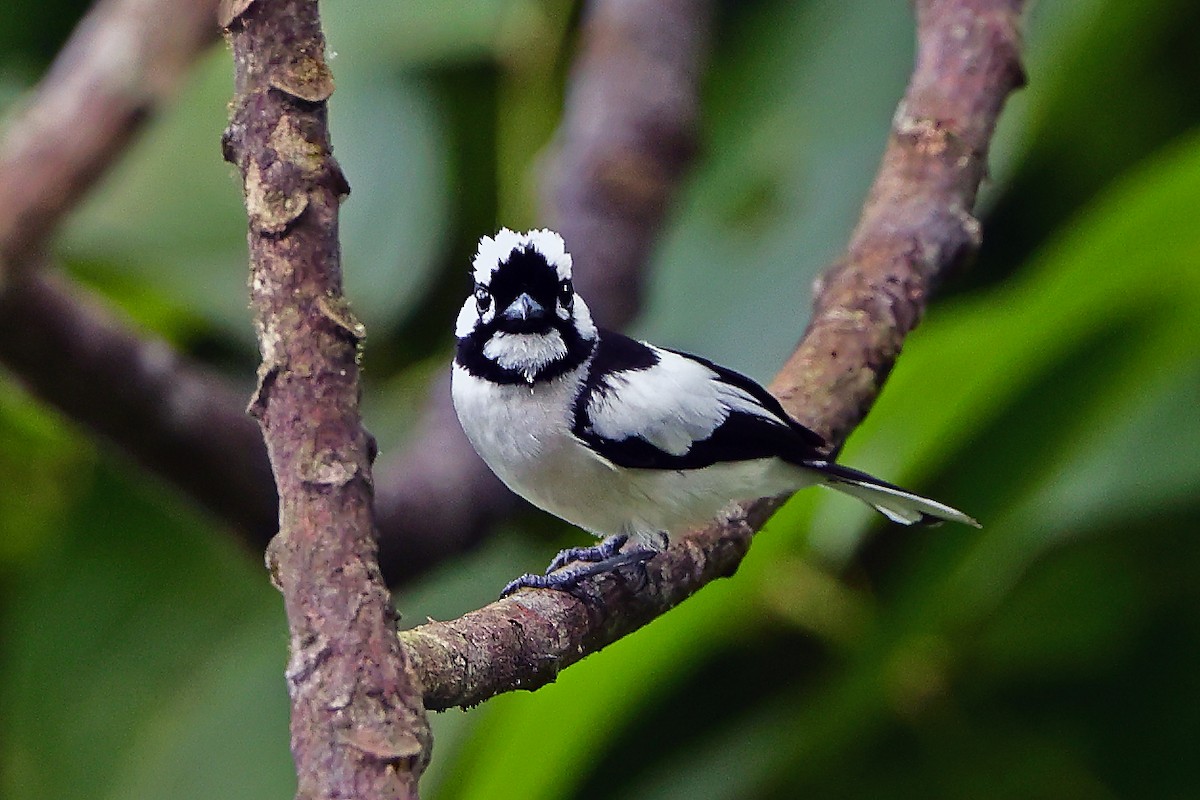 White-naped Monarch - ML645824253
