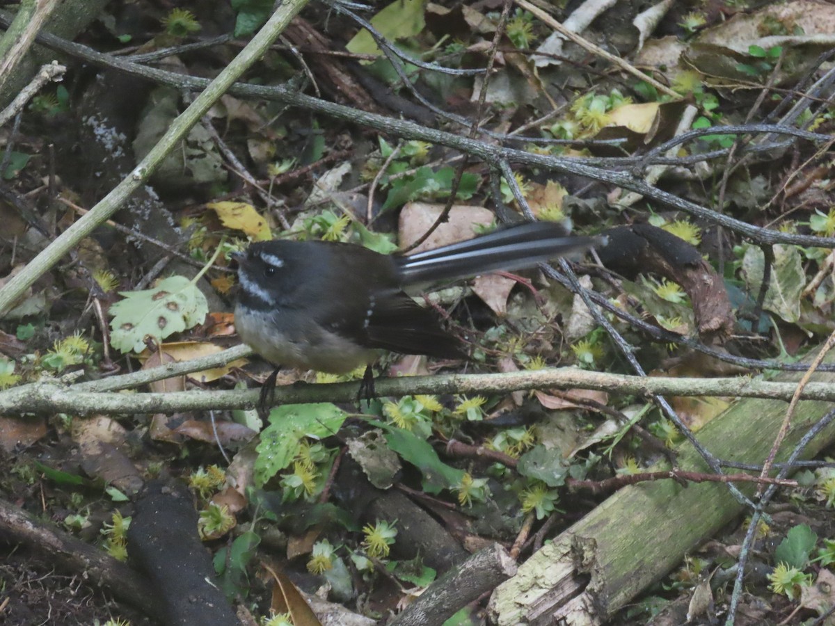 New Zealand Fantail - ML645824256