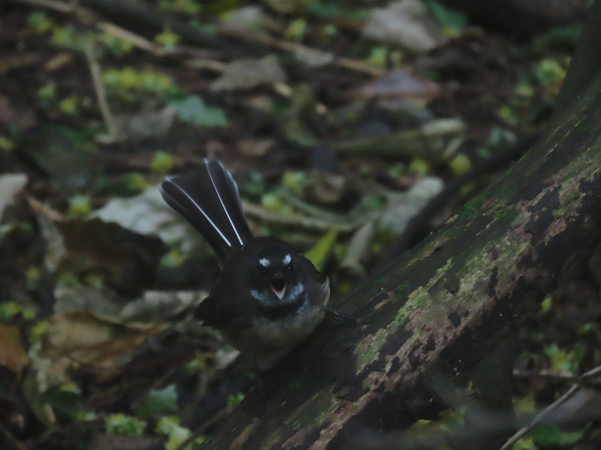 New Zealand Fantail - ML645824257