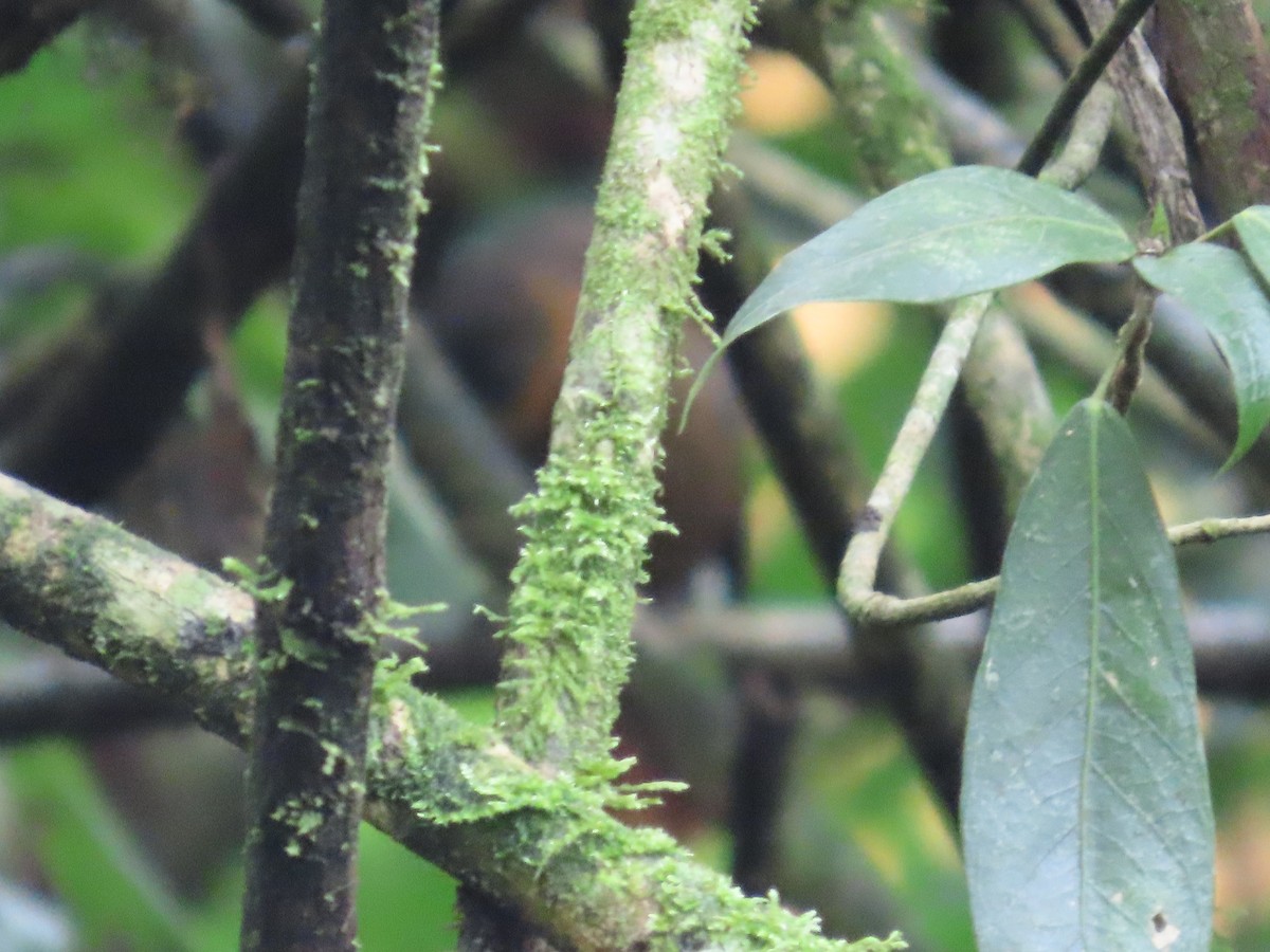 Streak-breasted Treehunter - ML645824261