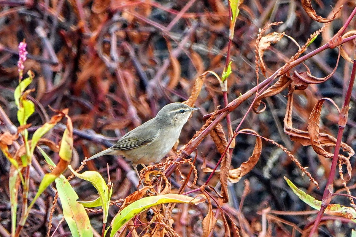 עלווית כהה - ML645824263