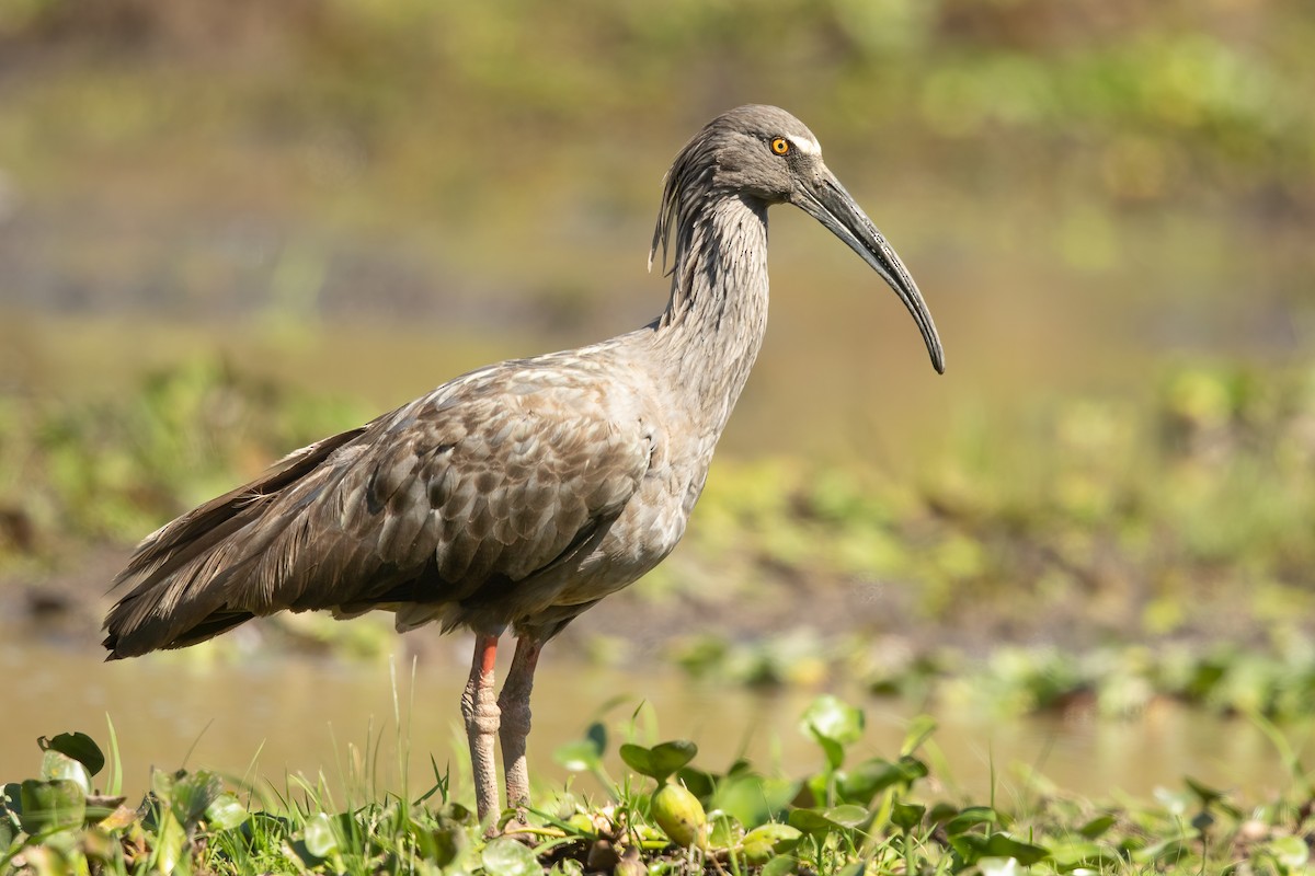 Plumbeous Ibis - ML645824264