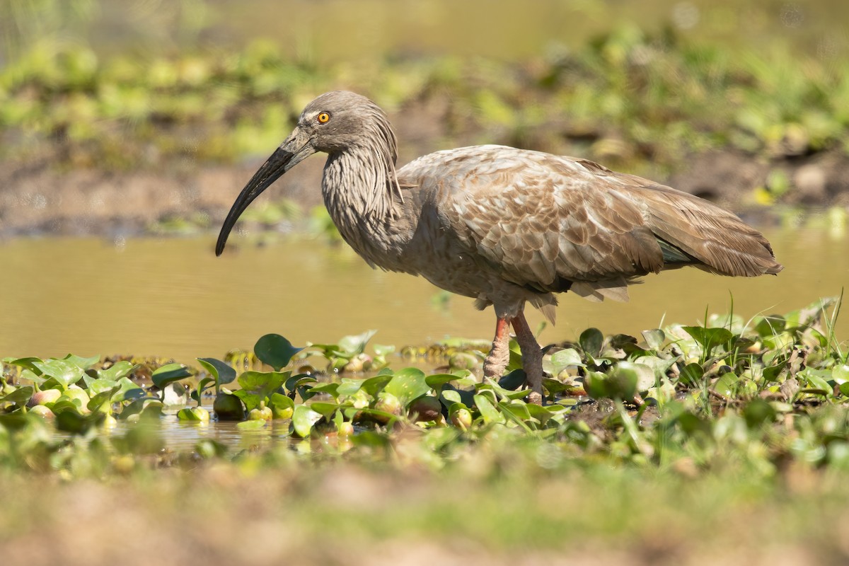 Plumbeous Ibis - ML645824265