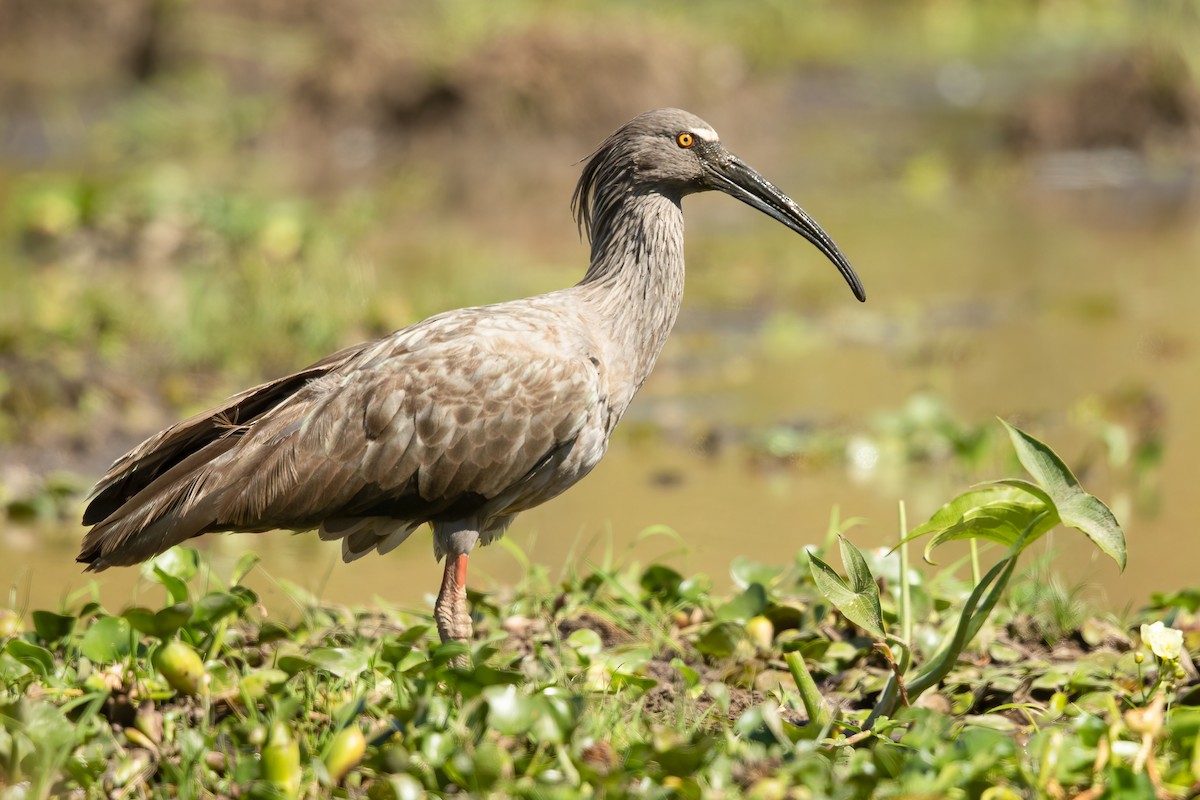Plumbeous Ibis - ML645824266
