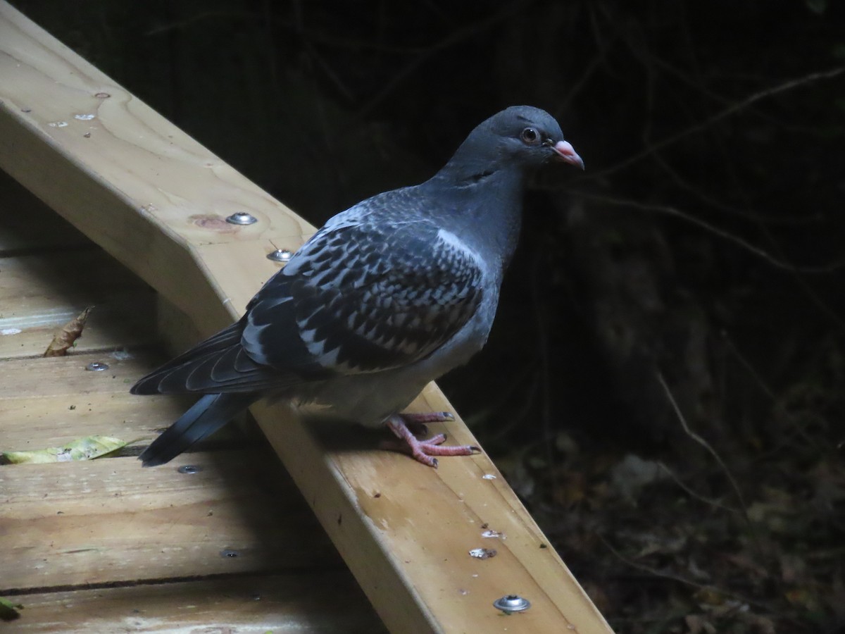 holub skalní (domácí) - ML645824272