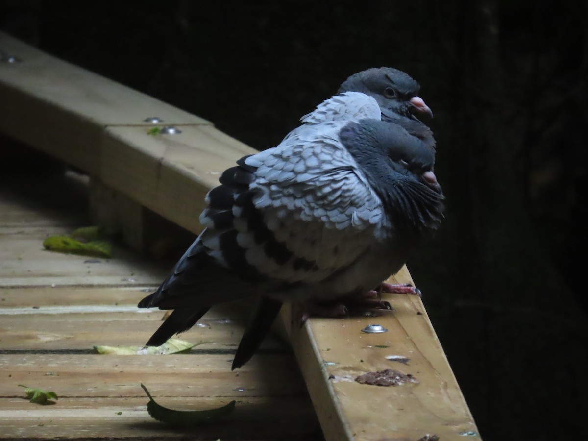 holub skalní (domácí) - ML645824273