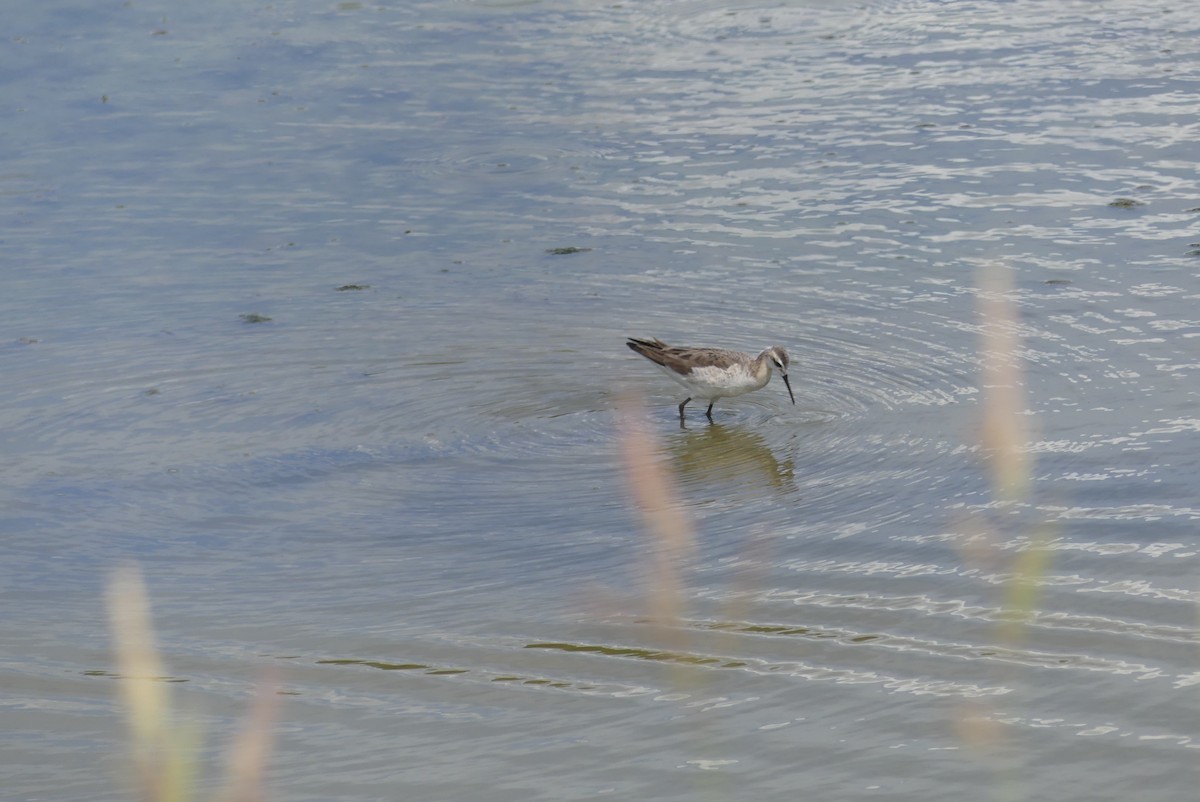 Wilsonwassertreter - ML645824280