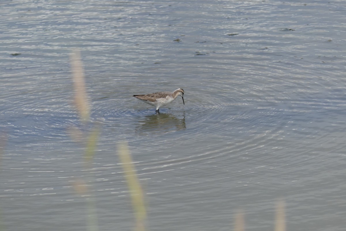 Wilsonwassertreter - ML645824282