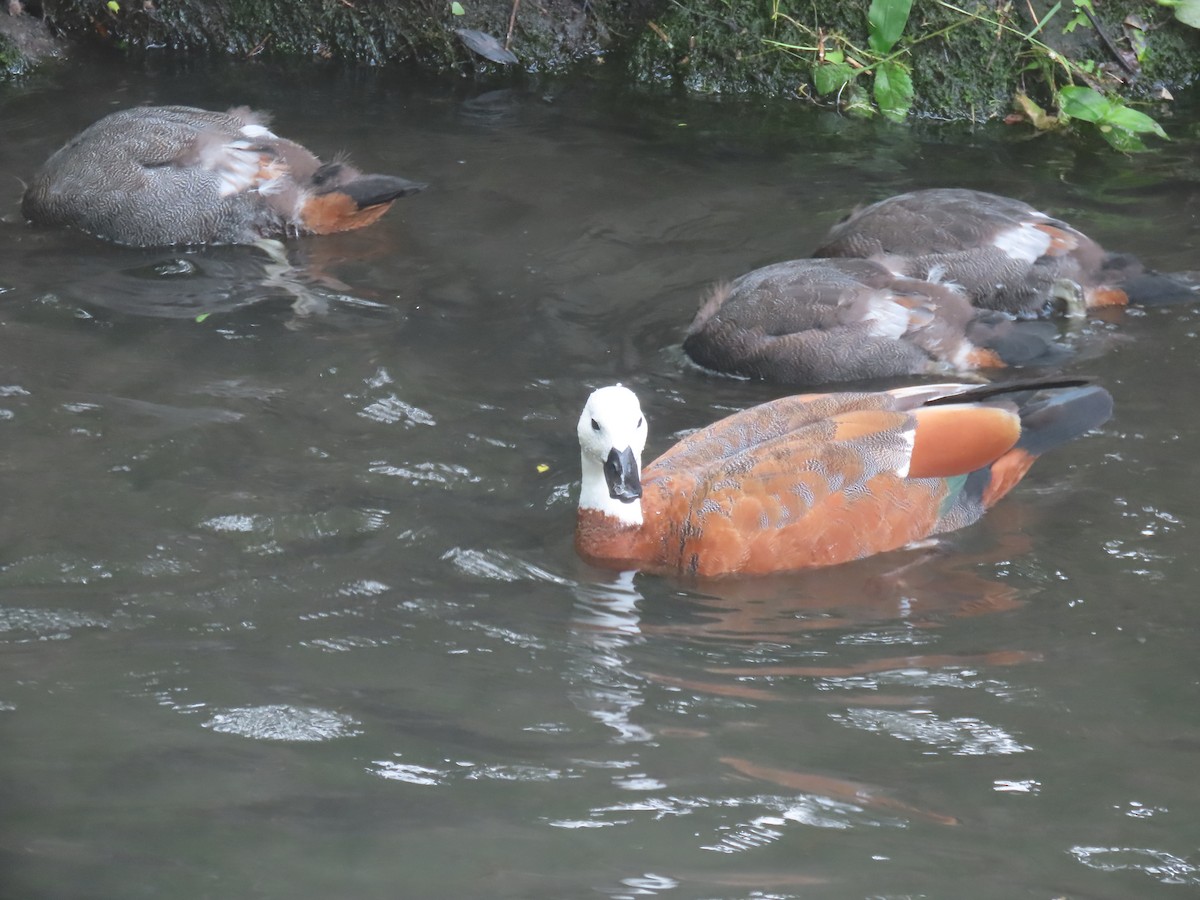 husice rajská - ML645824284