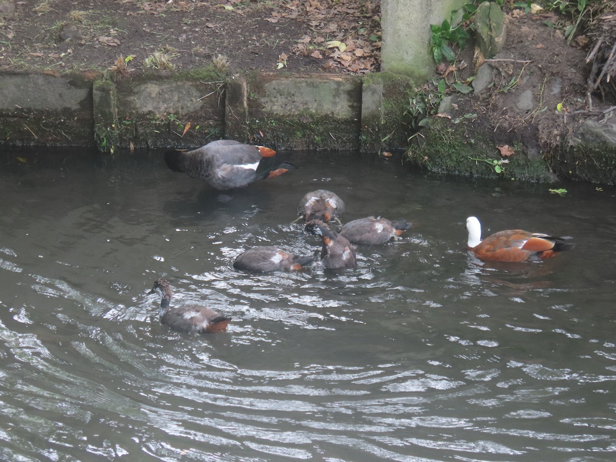 husice rajská - ML645824285