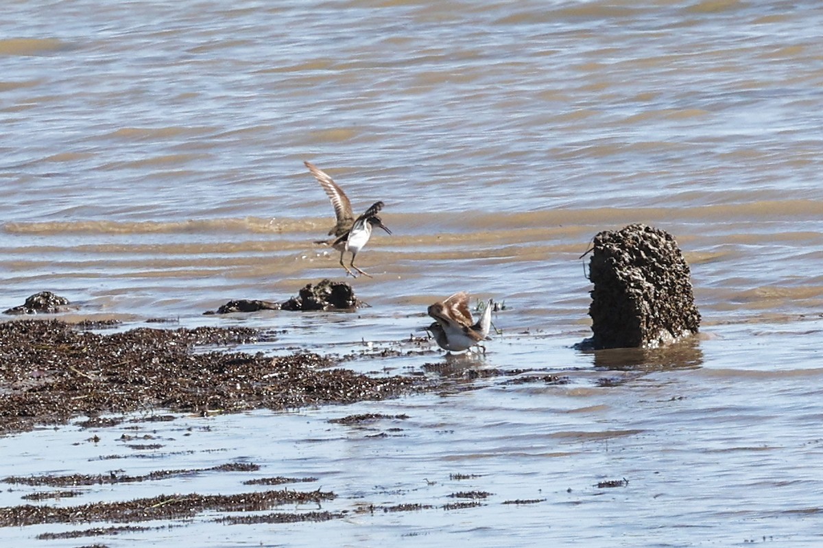 Benekli Düdükçün - ML645824287