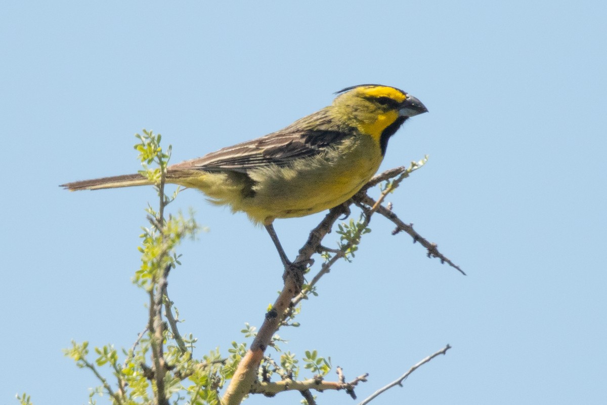 gulkardinal - ML645824288