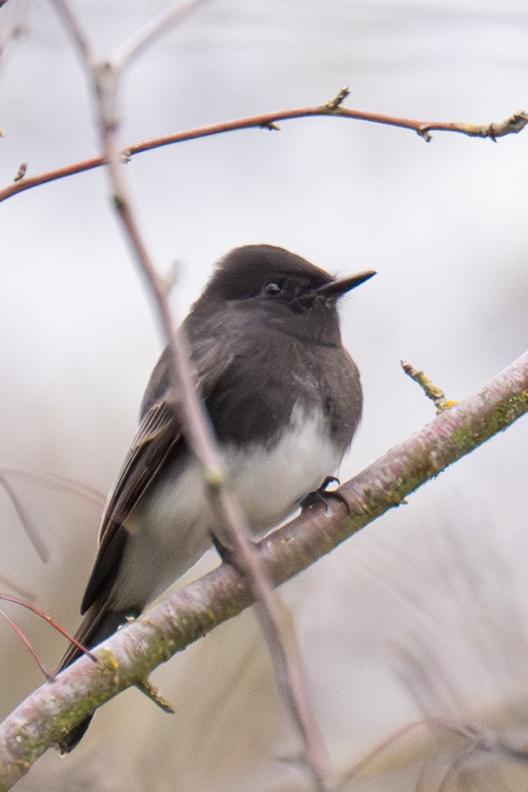 Black Phoebe - ML645824296