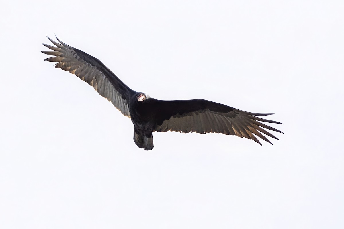 Turkey Vulture - ML645824299
