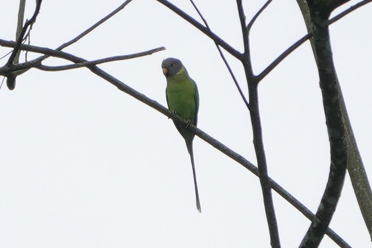 コセイインコ - ML645824308