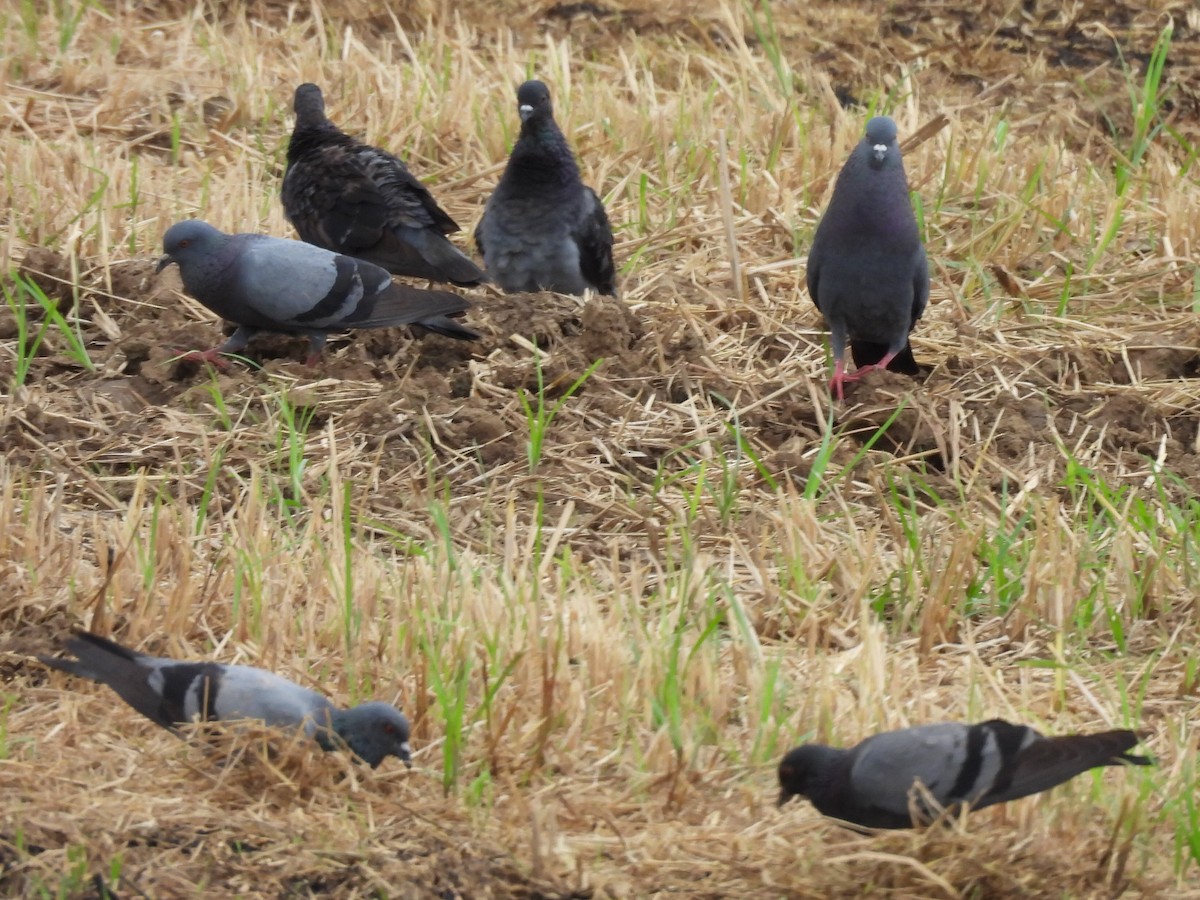 Rock Pigeon (Feral Pigeon) - ML645824310
