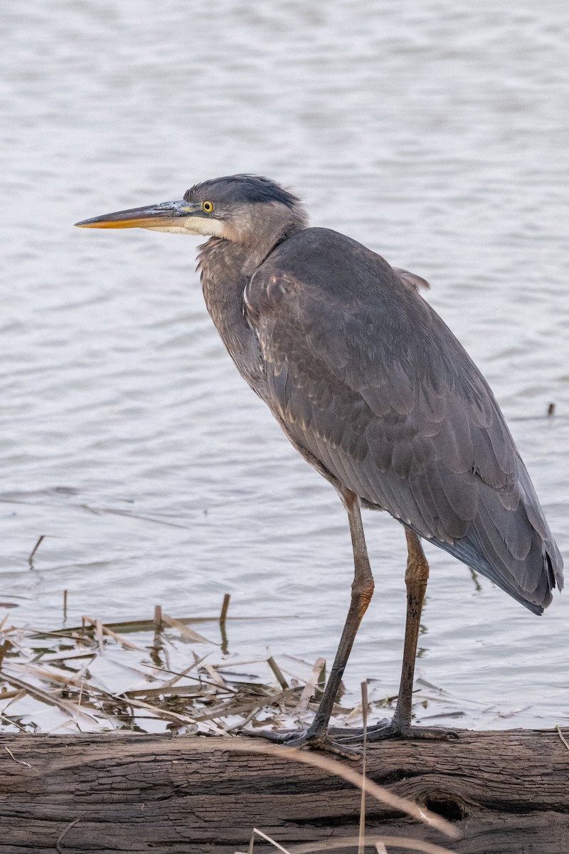 Amerika Gri Balıkçılı - ML645824321