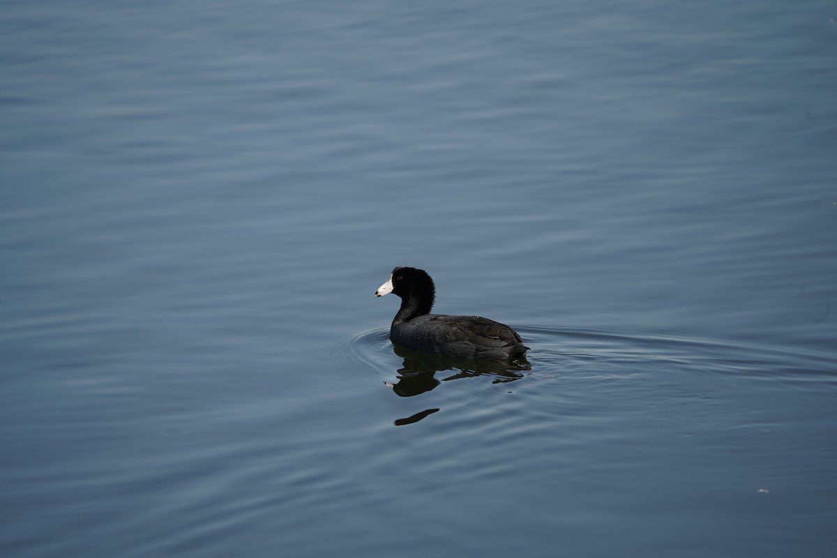 American Coot - ML645824322