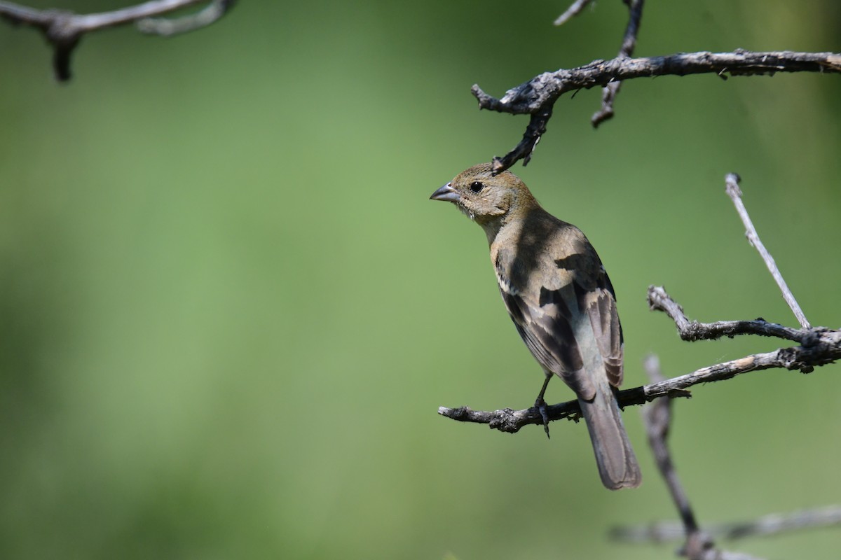 Lazuli Bunting - ML645824323