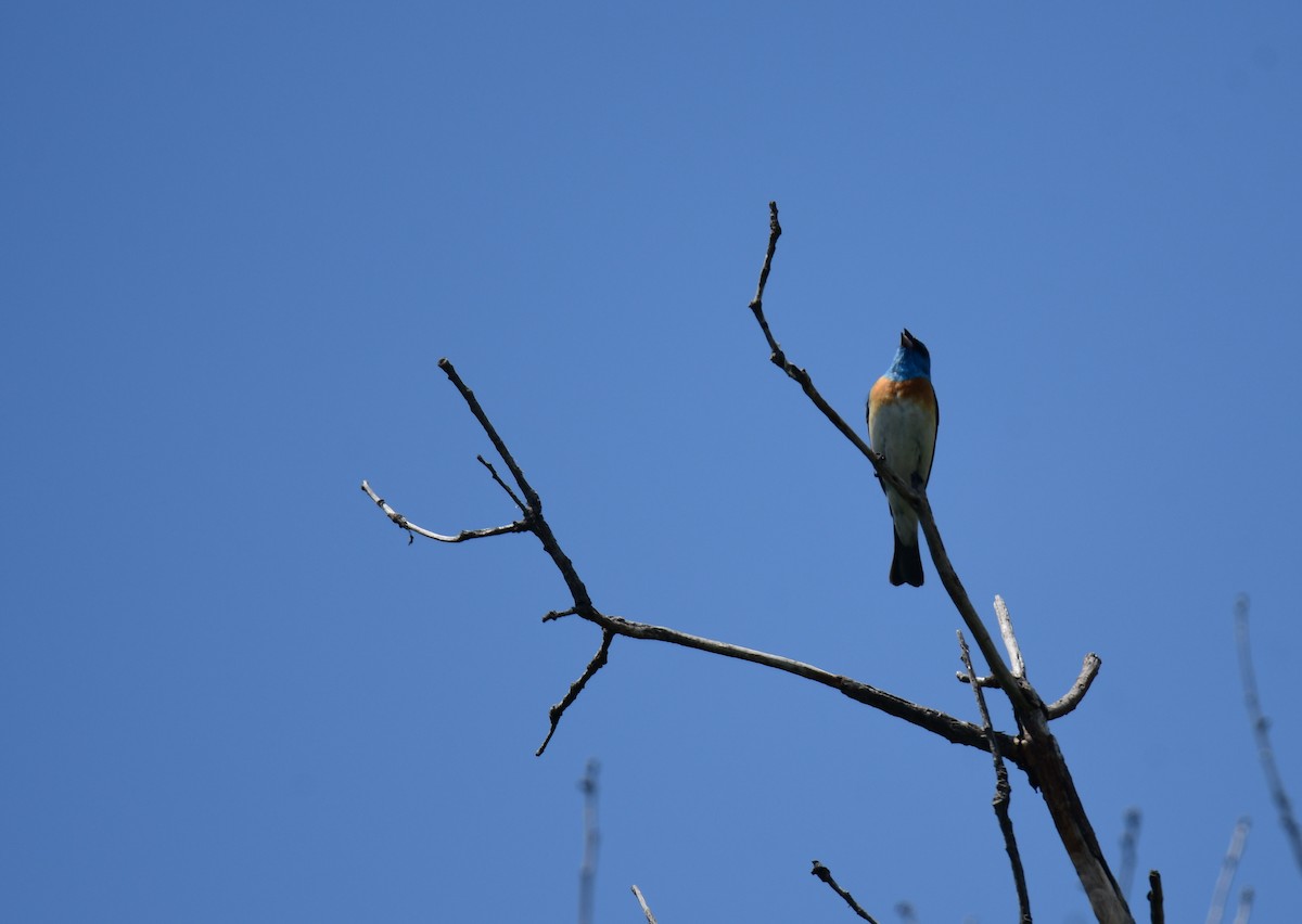 Lazuli Bunting - ML645824325