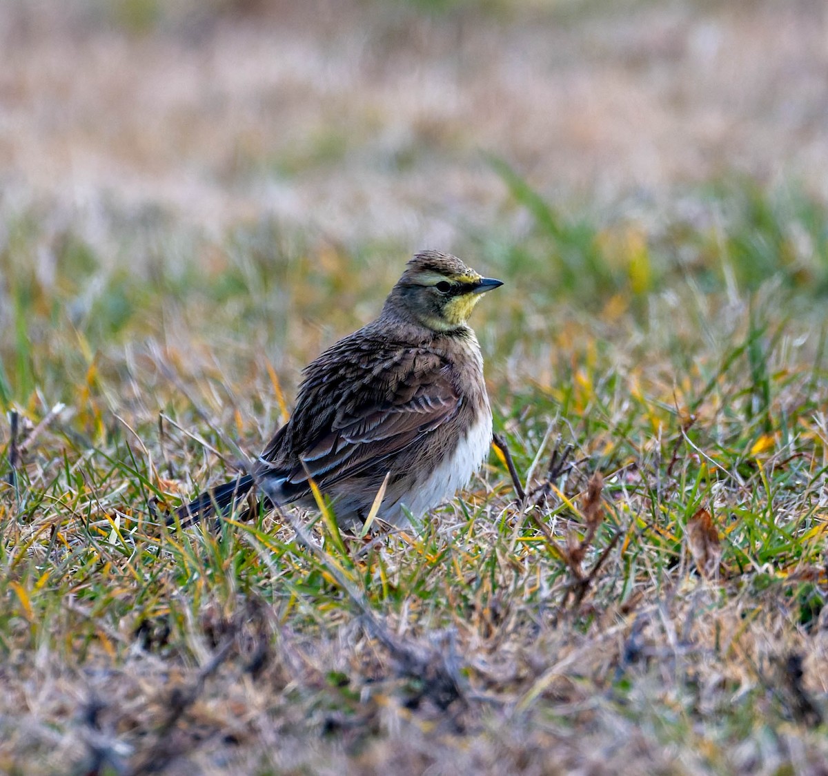 Alondra Cornuda - ML645824326