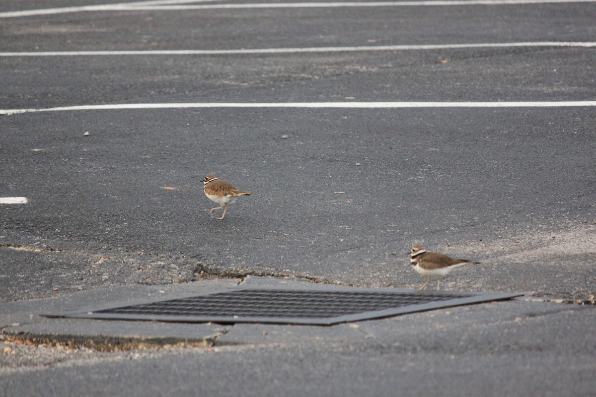 Çayır Cılıbıtı - ML645824345