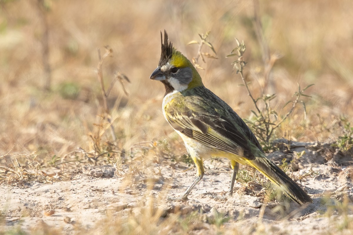 gulkardinal - ML645824357