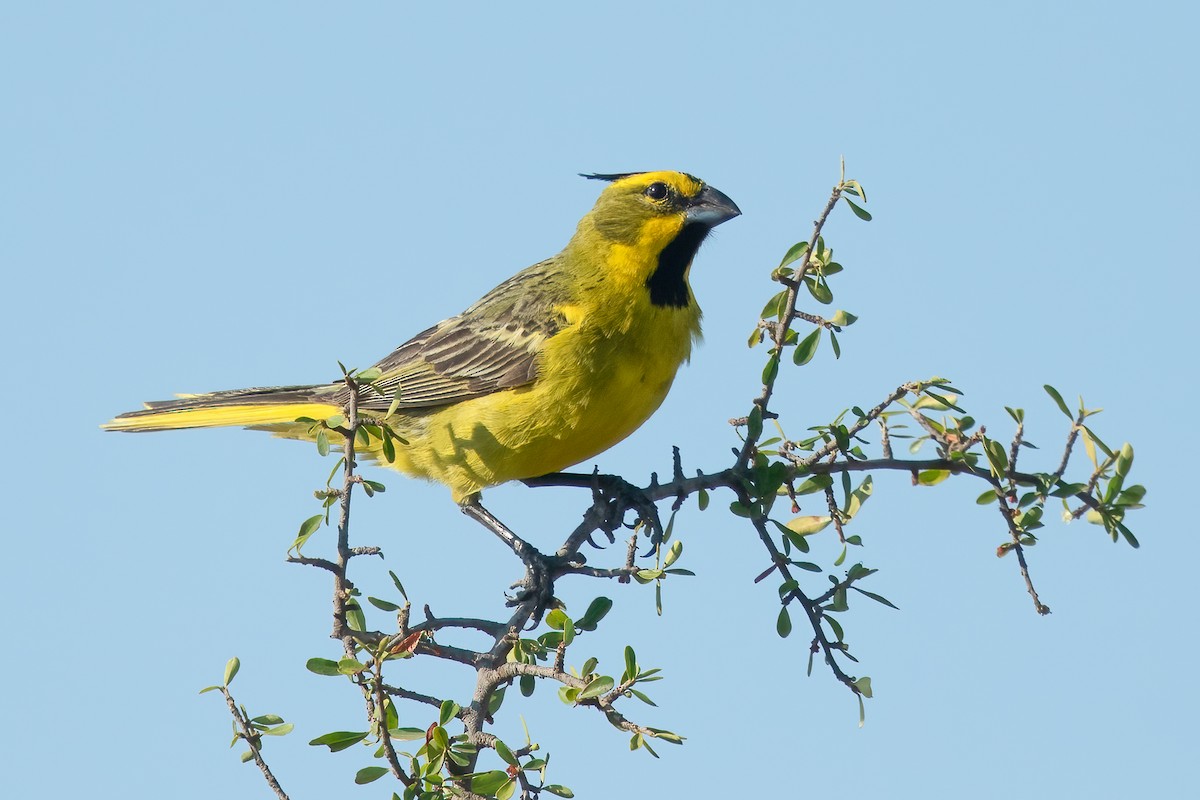 gulkardinal - ML645824358