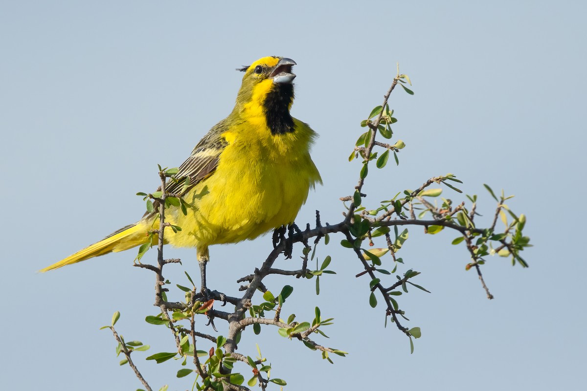 gulkardinal - ML645824359