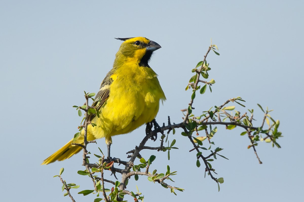 gulkardinal - ML645824360