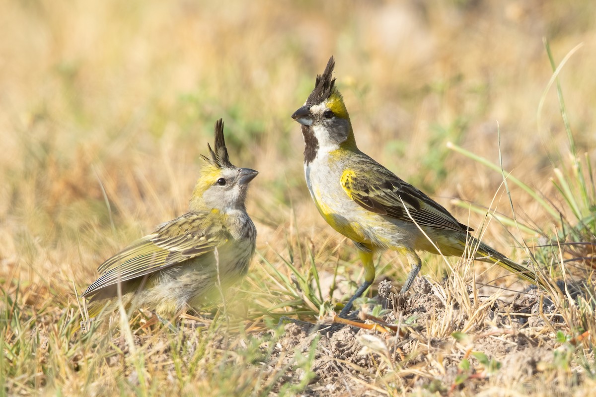 gulkardinal - ML645824361