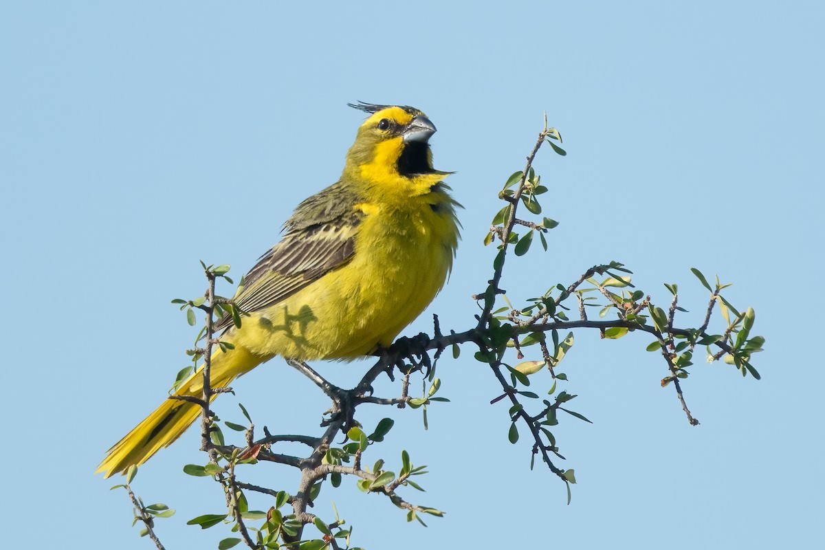 gulkardinal - ML645824362