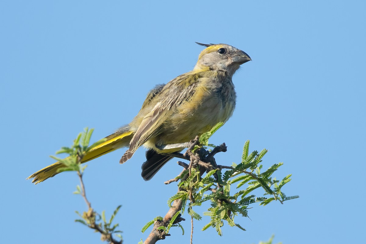 gulkardinal - ML645824364