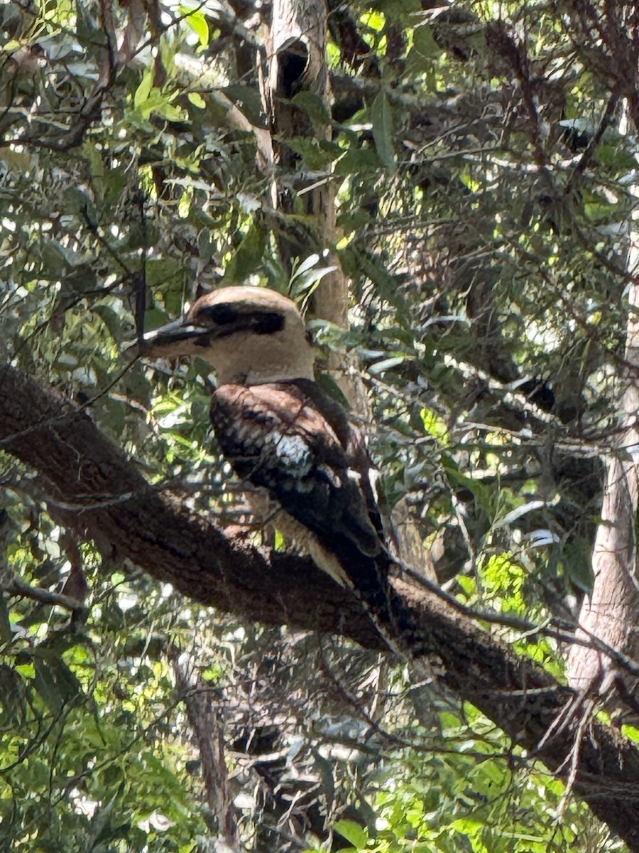 Kukabura - ML645824378