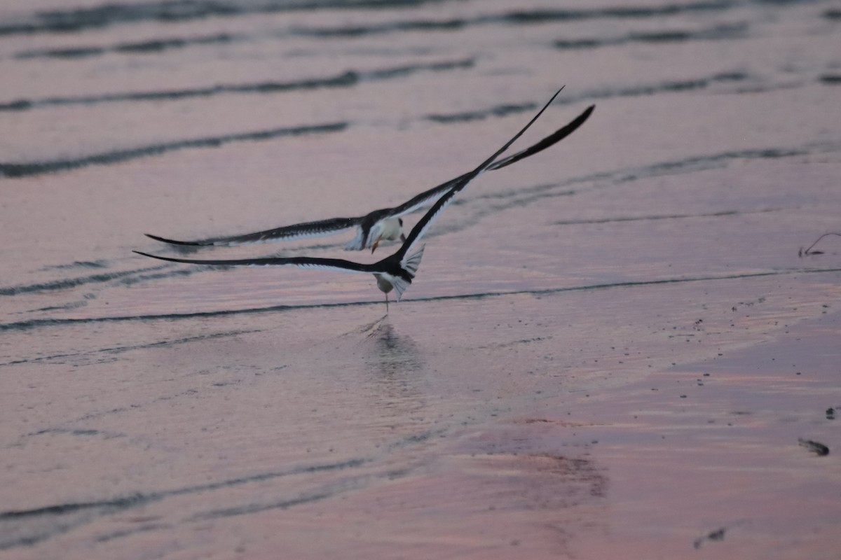 Kara Makasgaga - ML645824381