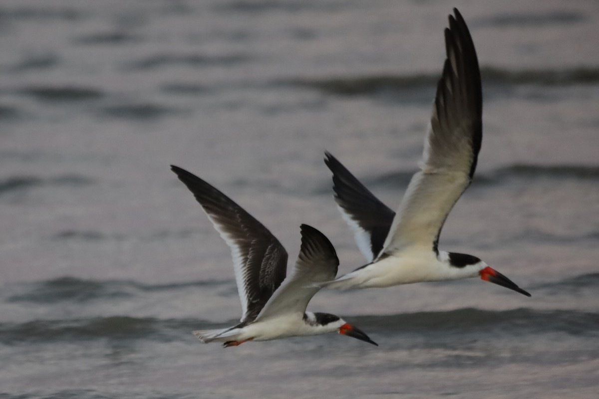 Kara Makasgaga - ML645824382