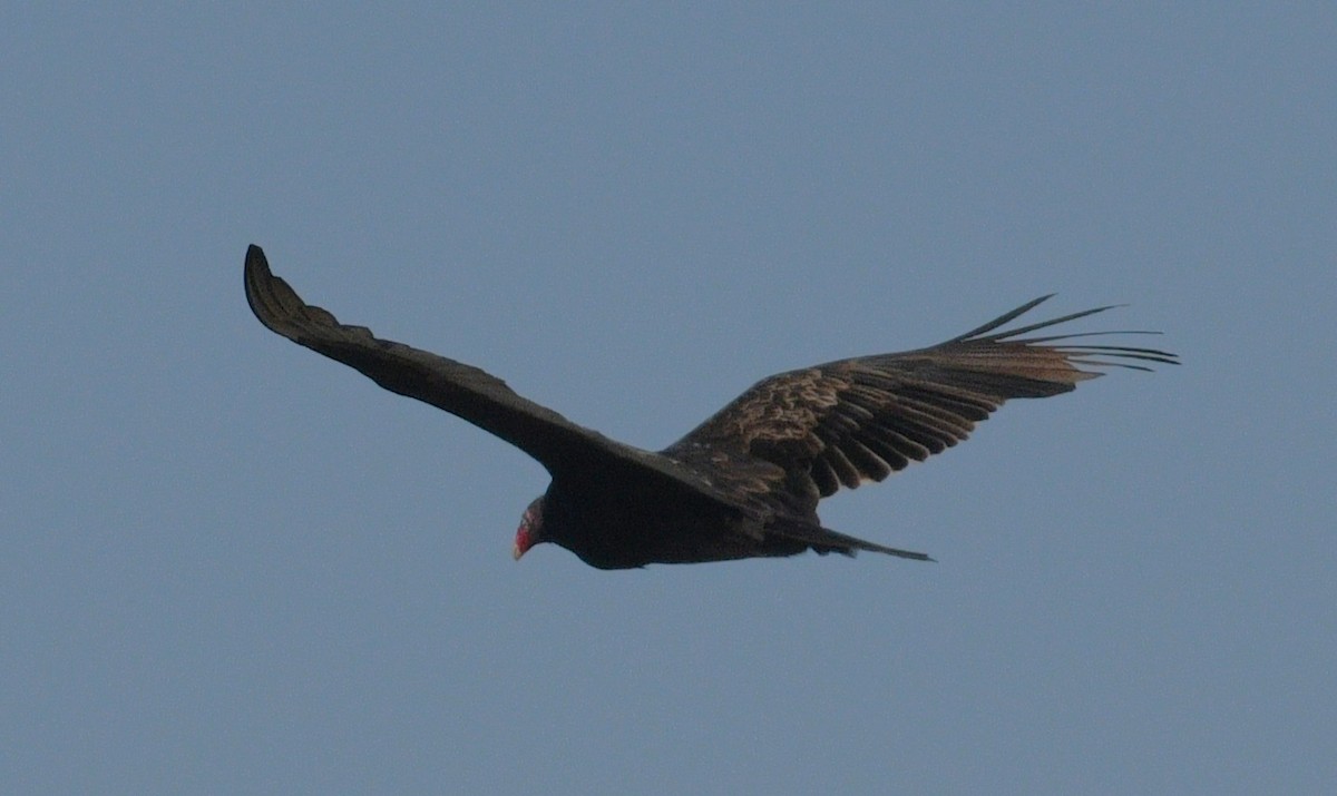 Hindi Akbabası - ML645824383