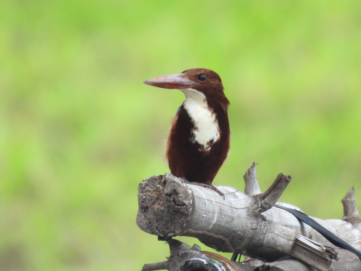 İzmir Yalıçapkını - ML645824384