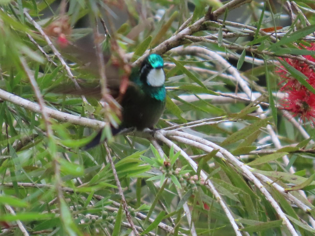 Ak Gerdanlı Dağmücevheri - ML645824385