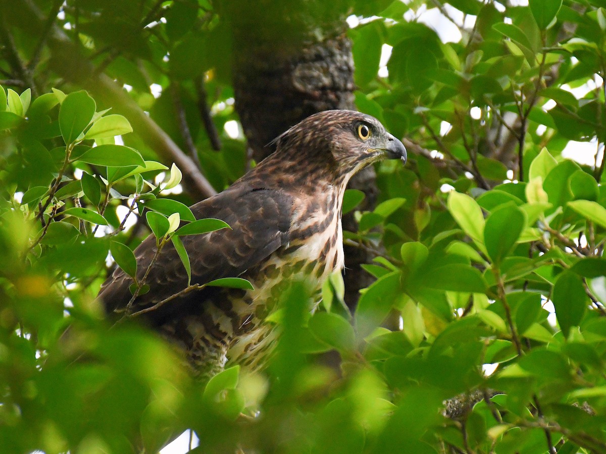 Tepeli Çakır - ML645824387