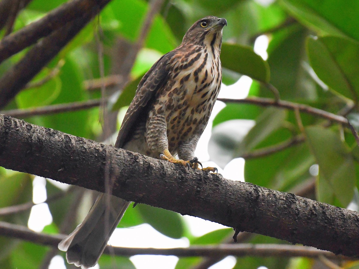 Tepeli Çakır - ML645824388