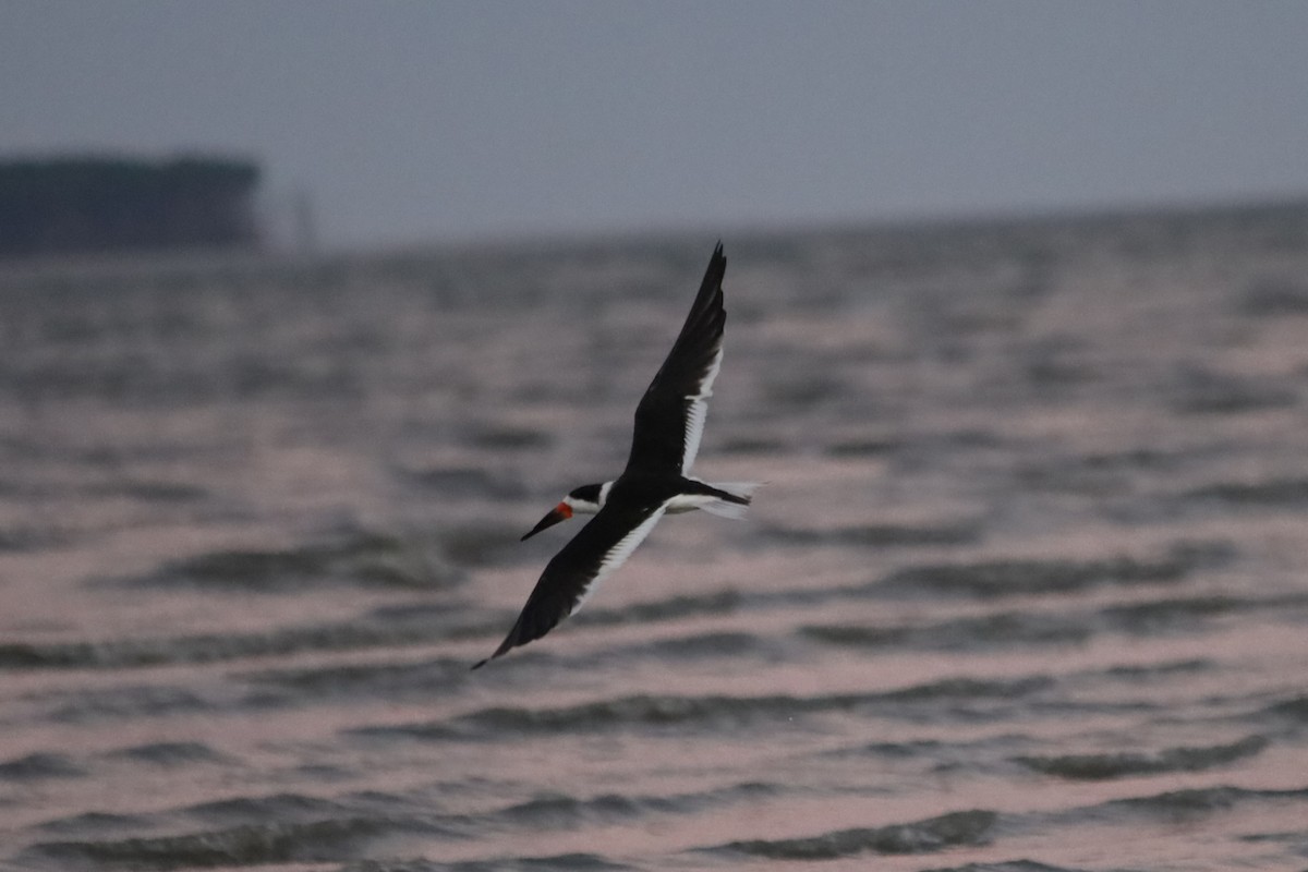 Kara Makasgaga - ML645824389