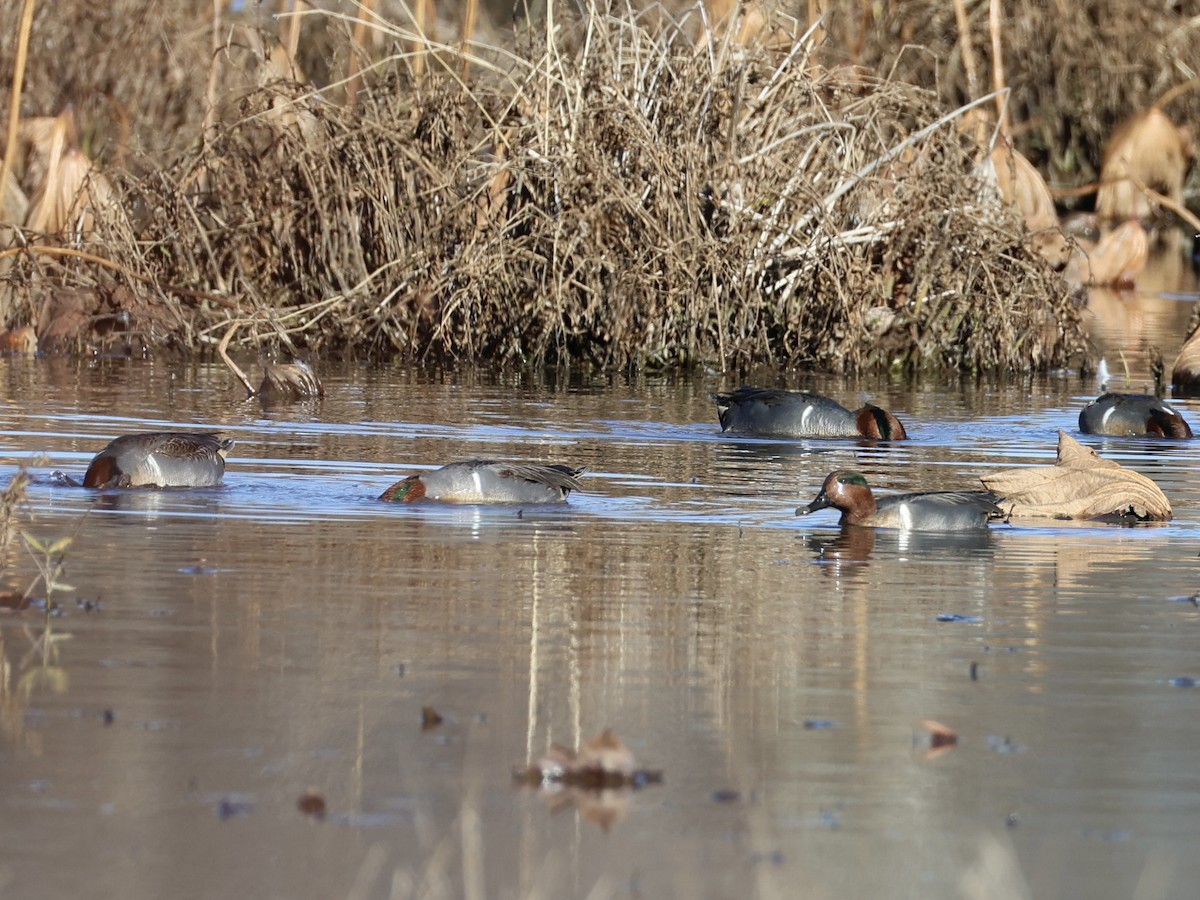 Çamurcun - ML645824390