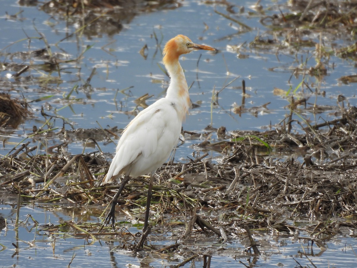 Doğulu Sığır Balıkçılı - ML645824391