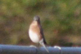 Doğulu Mavi Ardıç - ML645824392