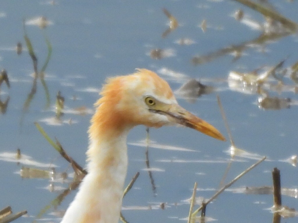 Doğulu Sığır Balıkçılı - ML645824393