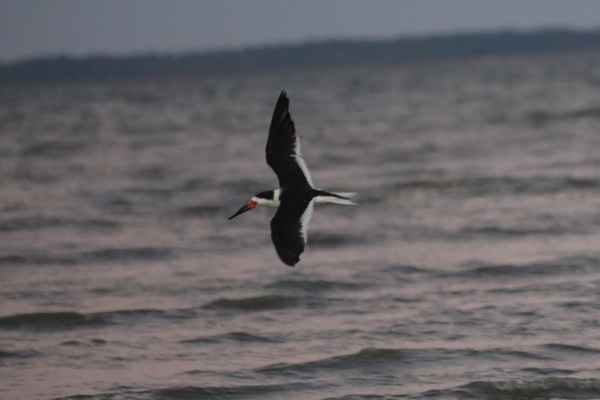 Kara Makasgaga - ML645824395