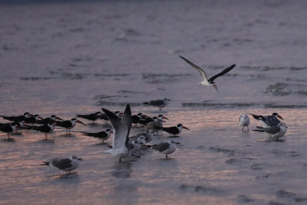 Kara Makasgaga - ML645824396